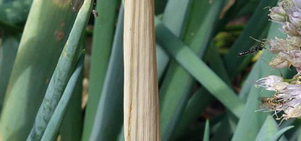 palandu : Allium cepa Linn. 