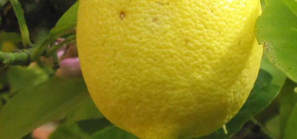 jambira  : Citrus limonum Burm. 
