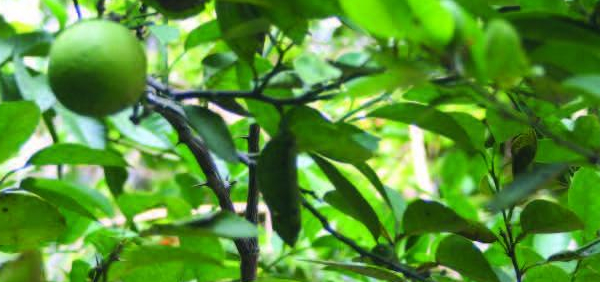 brihat jambira : Citrus aurantifolia (Christm.) Swingle 