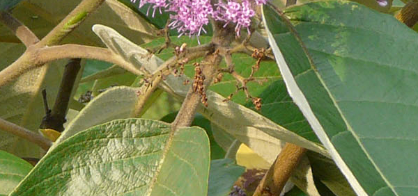 priyangu : Callicarpa macrophylla Vahl. 