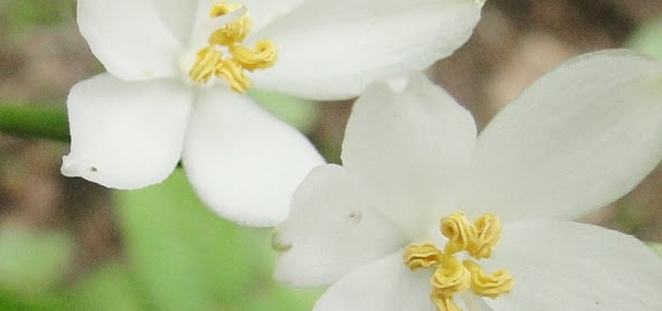 vanapalandam : Urginea indica Kunth 