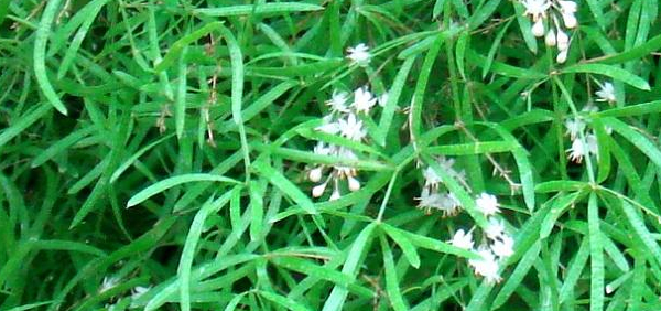 mahashatavari  : Asparagus sarmentosus Willd. 