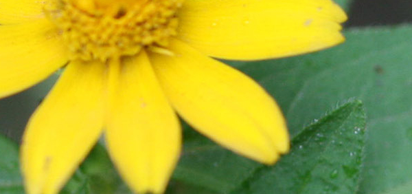pitabhringaraja  : Wedelia chinensis (Osbeck) Merrill, Wedelia calendulacea Less. 