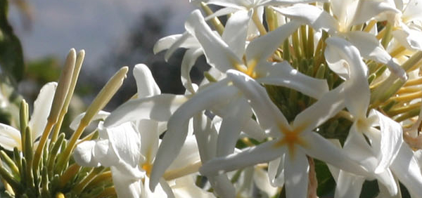 asphota  : Jasminum angustifolium (Linn.) Willd. 