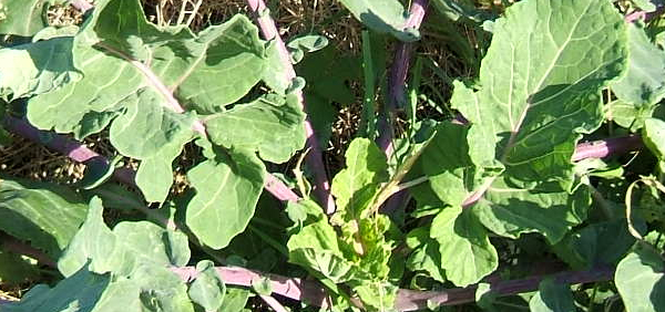 kembuka  : Brassica oleracea Linn. 