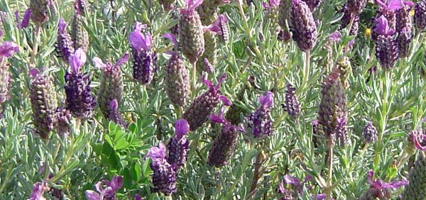 dharu ( Hindi) : Lavandula stoechas Linn.