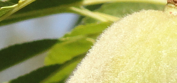 vatada  : Amygdalus commonis Linn, Prunus amygdalus Batsch 