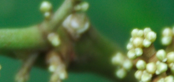 kupilu  : Glycosmis arborea (Roxb.) DC. 
