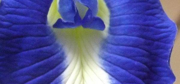 aparajita : Clitoria ternatea Linn.