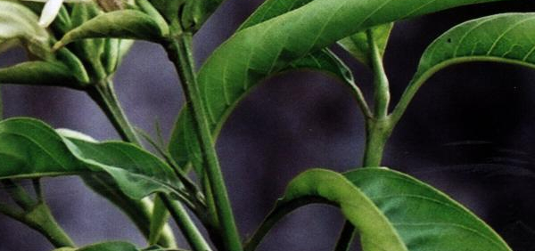 vasaka : Adhatoda vasaka Nees, Justica adhatoda Linn.