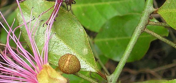 vyaghranakhi : Capparis zeylanica Linn.