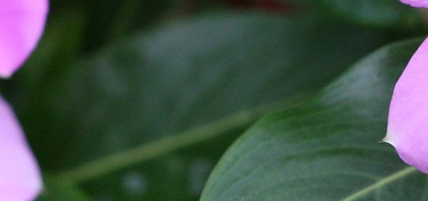 nityakalyani : Catharanthus roseus G.Don., Vinca rosea Linn. 
