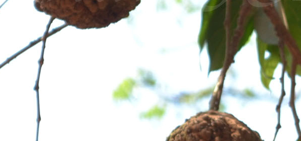 tuvaraka  : Hydnocarpus laurifolia Sleumer, Wightiana Blume.