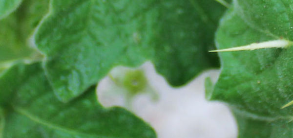 katambhara  : Solanum xanthocarpum Schrad 