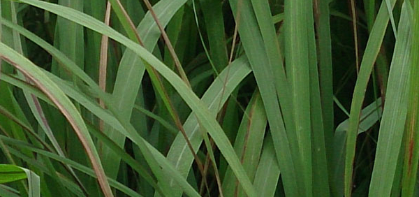 guccha : Andropogon nardus Linn.