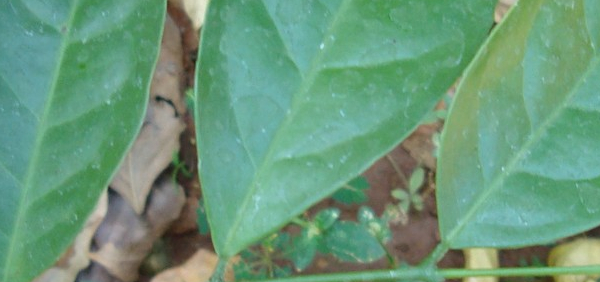 Saptachakra: Salacia reticulata Wight 