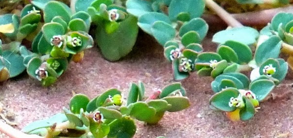 dugdhika : Euphorbia thymifolia Burm. 