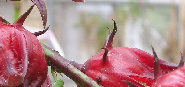 patva : Hibiscus sabdariffa Linn. 