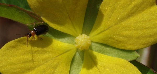 bhulavanga  : Ludwigia octovalvis, Jussieua suffruticosa Linn.