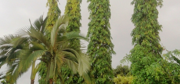 ulkata  : Polyalthia longifolia (Sonn.) Thwaites 