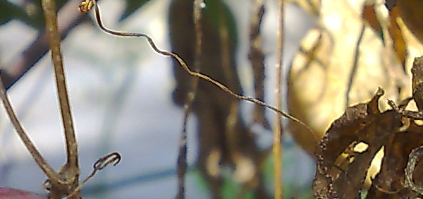 lingini : Diplocyclos palmatus Leffrey, Bryonia laciniosa Linn. 