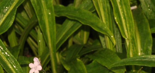 jatamamsi : Nardostachys jatamamsi DC, Nardostachys grandiflora DC., Valeriana jatamamsi Jones