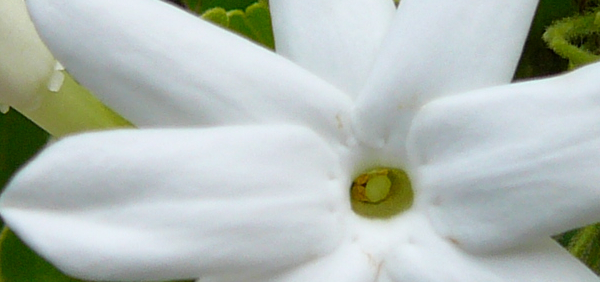 kunda : Jasminum multiflorum (Burm.f.) Andr., Jasminum pubescens Willd. 
