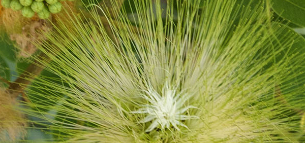 shveta barbura  : Acacia speciosa Linn.