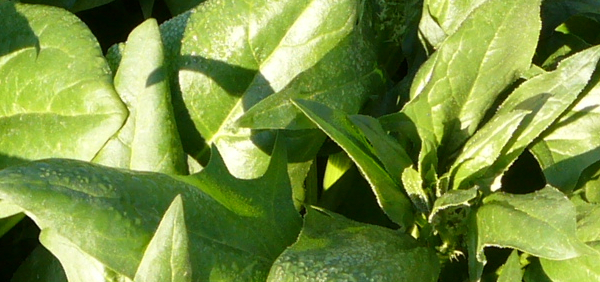 paranti : Spinacia oleracea Linn., Spinacia setrandra, Spinacia spinosa
