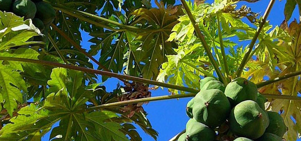 erandakarkati : Carica papaya Linn.