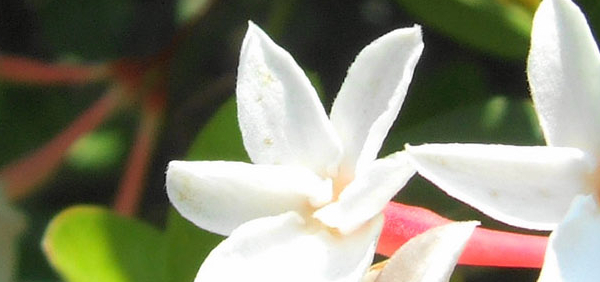 karamardi  : Carissa carandus Linn.