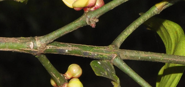 kantakari : Garcinia morella Desr., Solanum xeylanicum 