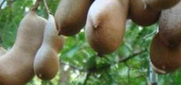 amlika  : Tamarindus indica Linn.