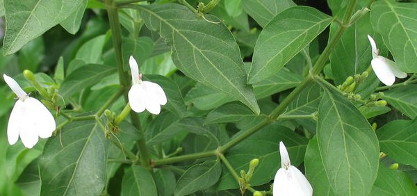 yuthikaparni : Rhinacanthus nasuta (Linn.) Kurz, Rhinacanthus communis Nees 