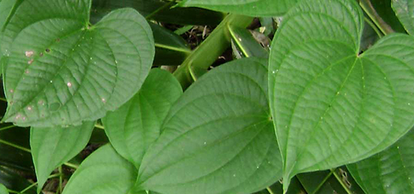 alukam : Dioscorea alata Linn.