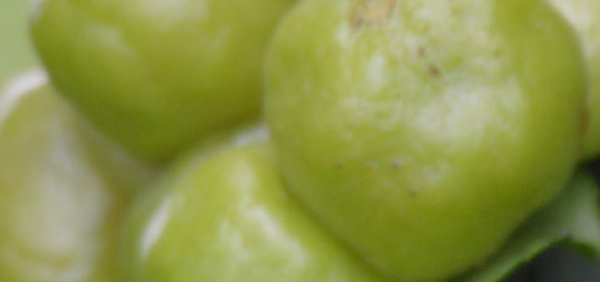 jingini : Lannea grandis Engl., Odina woodier Roxb.