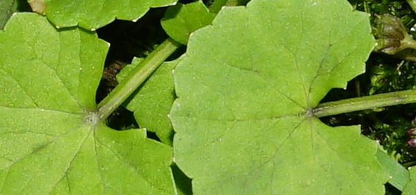 mandukaparni  : Centella asiatica, Hydrocotyle asiatica Linn. 