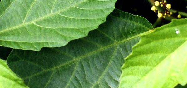 danti  : Baliospermum montanum Muell. Arg.