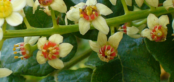 shallaki  : Boswellia serrata Roxb.
