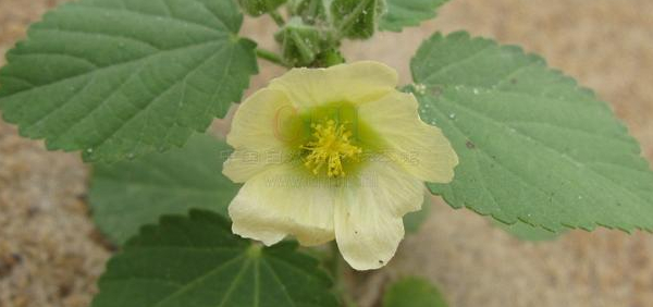 bala : Sida cordifolia Linn.