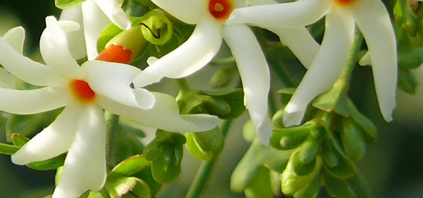 paripela  : Nyctanthes arbor-tristis Linn. 