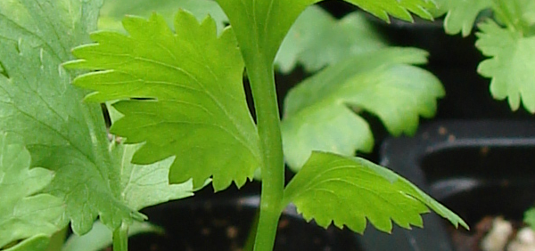dhanyaka : Coriandrum sativum Linn.