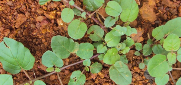 punarnava : Boerhaavia diffusa Linn. 