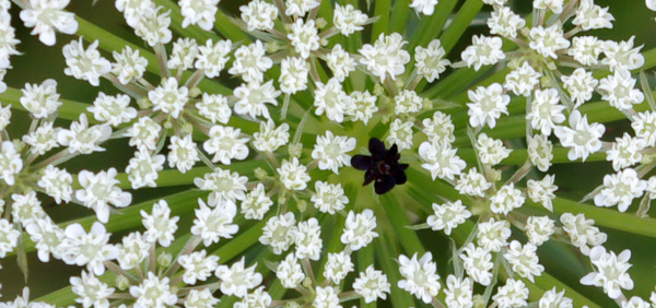 garjaram  : Daucas carota Linn