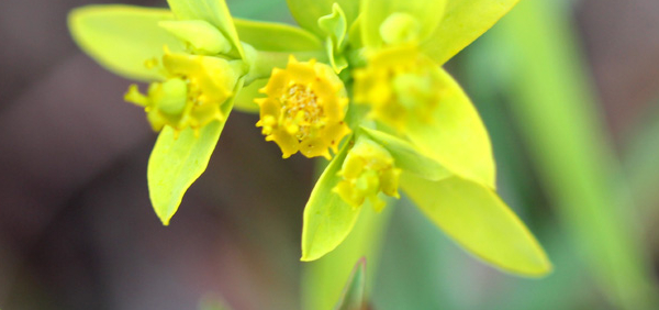 sahadevi  : Euphorbia dracunculoides Lam. 