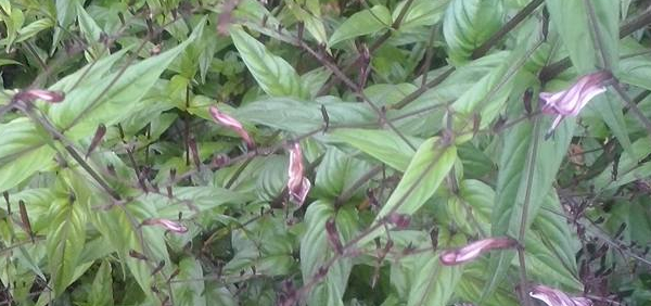 kattukiriyath: Andrographis paniculata (Burm.f.) Wall., Andrographis atropurpurea