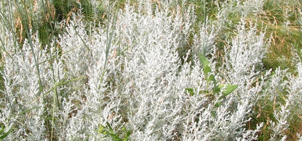 cauhar  : Artemisia maritima Linn., Artemisia brevifolia