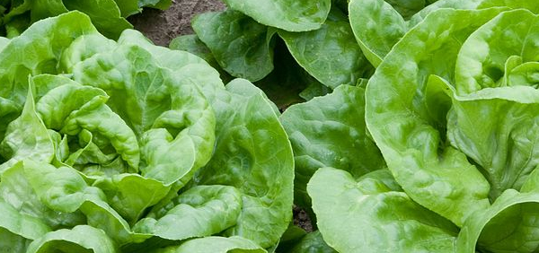 kahu : Lactuca scariola Linn., Lactuca sativa, Lactuca capitata