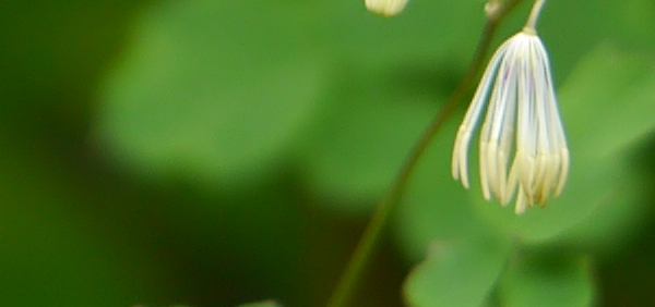 tryamana  : Thalictrum foliolosum DC, Gentiana kurroa