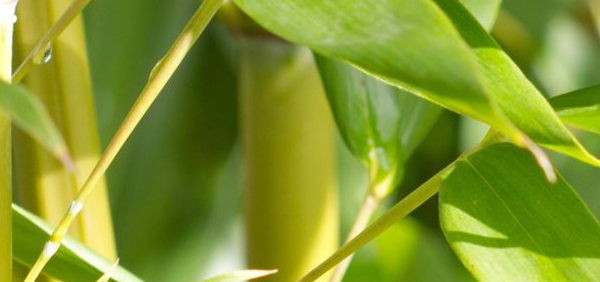 vamsalocana : Bambusa arundinacea Willd., Bambusa bambos 